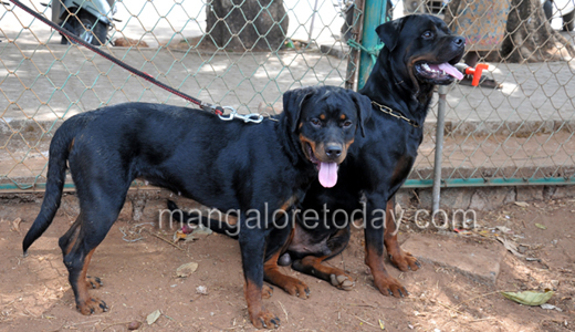 Dog show in Mangalore